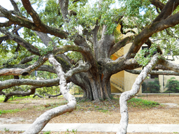 Friendship Oak