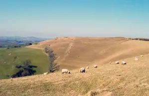 Eggardon Hill Fort