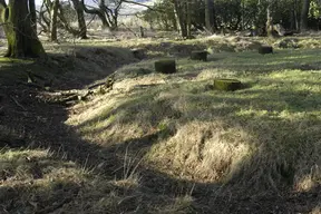 Bleasdale Timber Circle