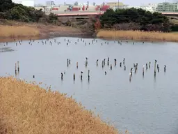 Tokyo Port Wildbird Park