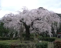 Maruyama Park