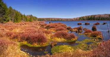 Black Moshannon State Park