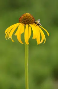 Botanical Garden of the Ozarks