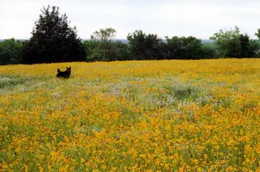 Tandy Hills Natural Area