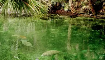 Blue Spring State Park