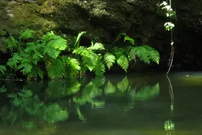 Portola Redwoods State Park