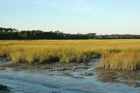 Huntington Beach State Park