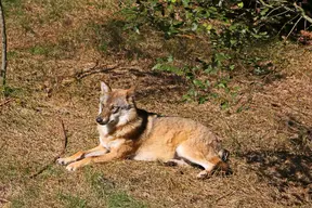 Wolf Park