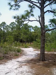 Carolina Beach State Park