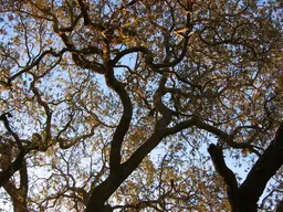 Conejo Valley Botanic Garden