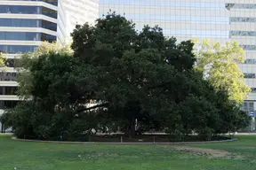 Frank H. Ogawa Plaza