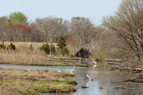 Manahawkin Wildlife Management Area