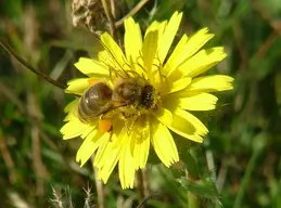 Minet Country Park