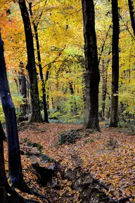 Bois de la Bâtie