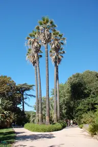 Jardin Botanique Olbius Riquier