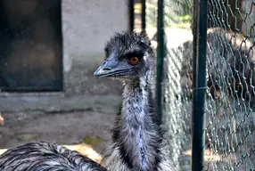 Zoo di Napoli