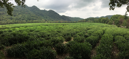 China National Tea Museum