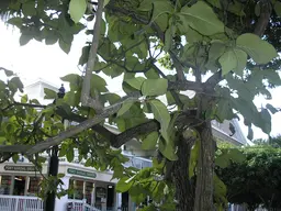 Key West Tropical Forest and Botanical Garden