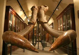 Museo Paleontologico