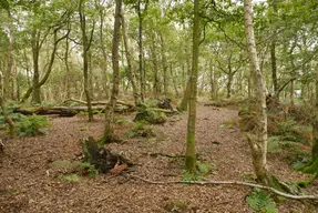 Woodhouses Hill Fort