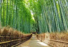 Arashiyama Bamboo Grove (West)