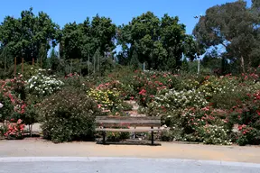 Municipal Rose Garden