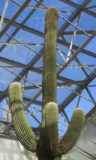 Foellinger-Freimann Botanical Conservatory