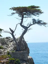 Lone Cypress