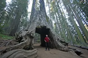 Tunnel Tree