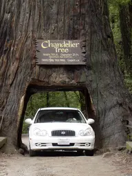 Chandelier Tree