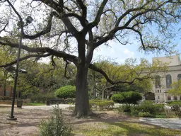 Congo Square