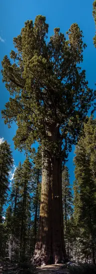 General Sherman Tree