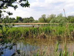 Thatcham Reedbed Nature Reserve