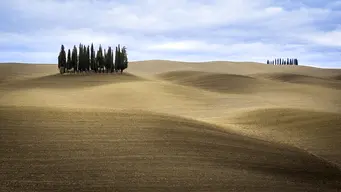 Cipressi della Valdorcia