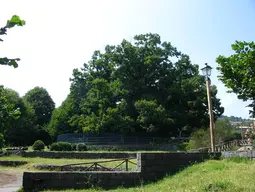 Chestnut Tree of One Hundred Horses