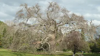 Le Géant de Provence (Platane)