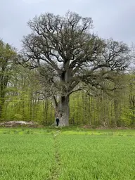 Old oak tree