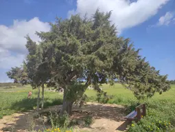 Tree of Cape Greco (Juniper Tree, The Tree of Life)