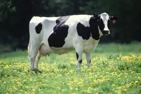 Giant Cow