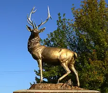 Elk