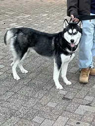 Jonathan the Husky Statue