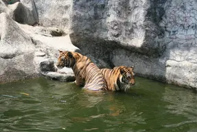 Songkhla Zoo