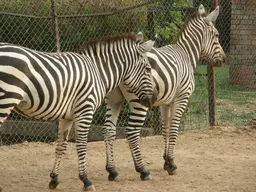 Islamabad Zoo