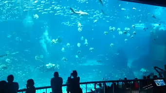 S.E.A. Aquarium