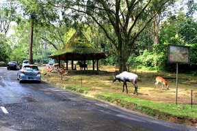 Taman Safari Indonesia Prigen