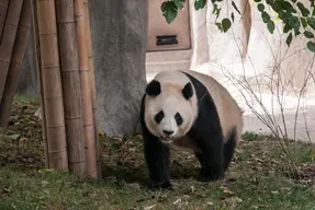 Chengdu Research Base of Giant Panda Breeding