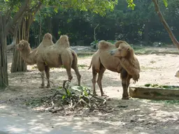 Chimelong Safari Park