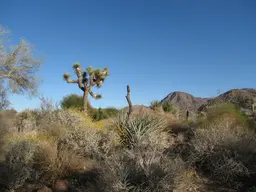 The Living Desert