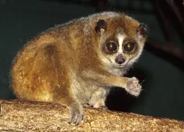 Duke Lemur Center