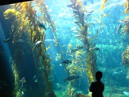 Birch Aquarium